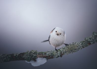 small bird and spring