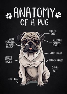 Anatomy of pug