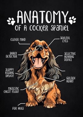 Anatomy of spaniel cocker