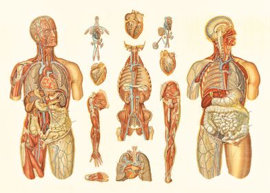 Anatomy Vascular Map