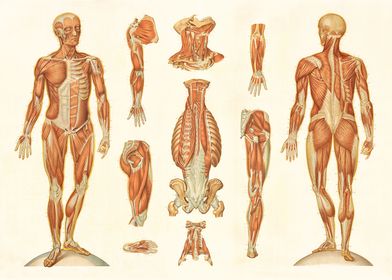 Anatomy Muscular Map