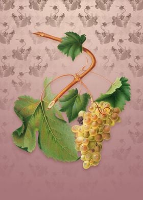 Vintage Vermentino Grapes