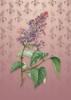 Common Pink Lilac Plant