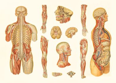 Anatomy Neurology Map