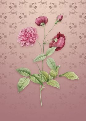 China Rose on Dusty Pink