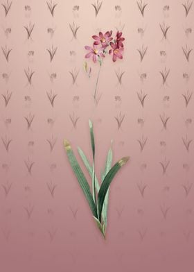 Corn Lily on Dusty Pink