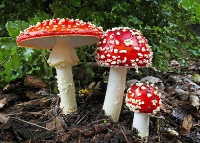 Toadstools in the wild