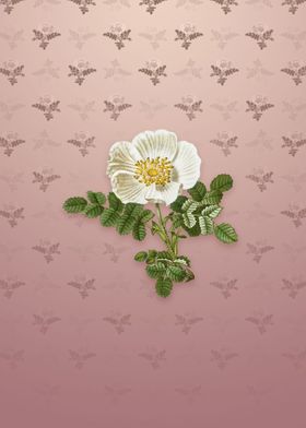 Vintage White Burnet Rose