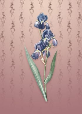 Vintage Dalmatian Iris