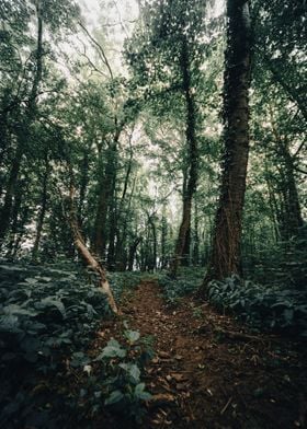 In the Dark Woods