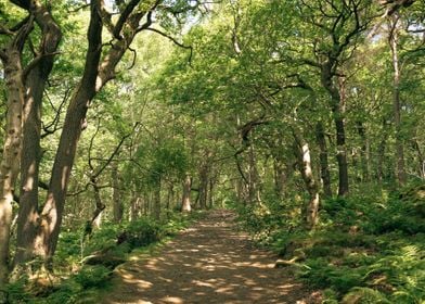 Old Golden Forest