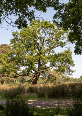 Tall Summer Tree