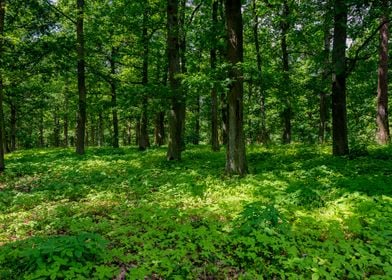 A green forest