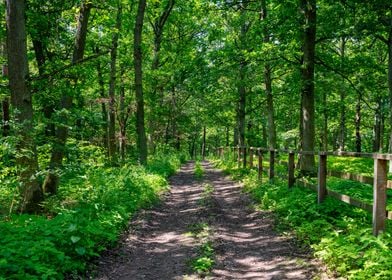 A path in the green forest