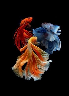 Three Beautiful Betta Fish