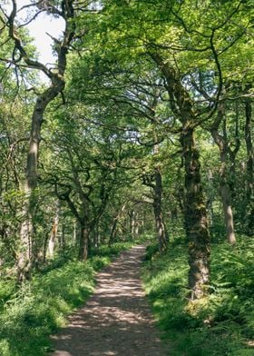 Bright Forest Path