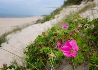 Dunes and pink rose flower