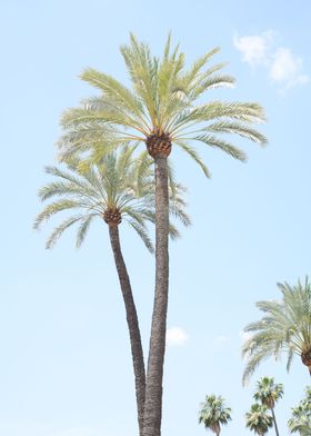 Palm Trees Beauty 1