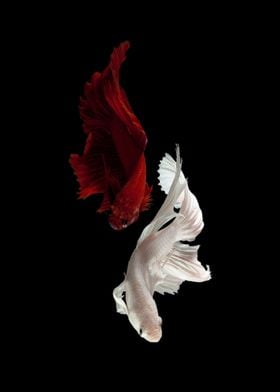 Red White Beautiful Fish