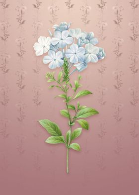 Vintage Plumbago Caerulea