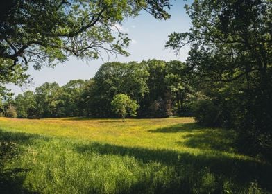 The Golden Meadow