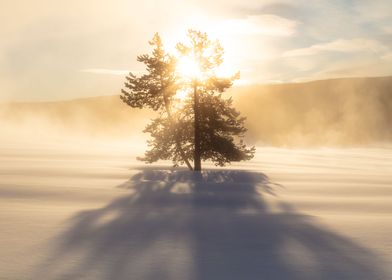 Tree and mist