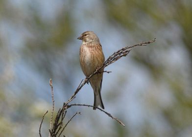 Common linnet