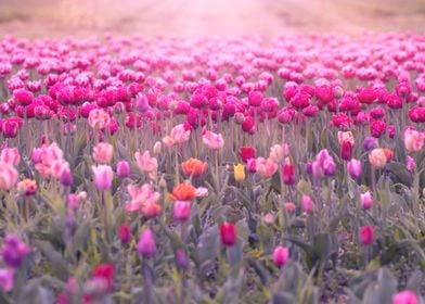 Colorful tulips, garden