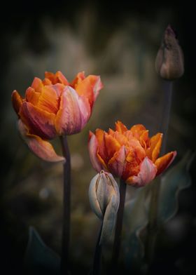 Orange tulips flower macro