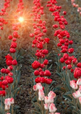 Red tulips, garden, macro