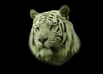 White tiger