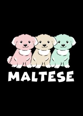 Cute Maltese Dog