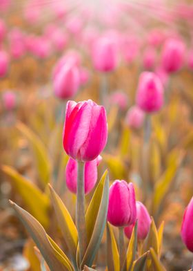 Pink tulips in garden