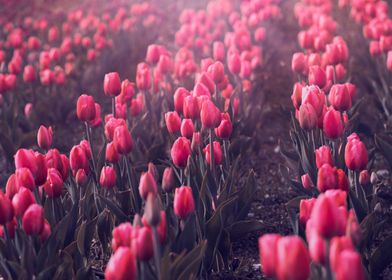 Pink tulips in garden