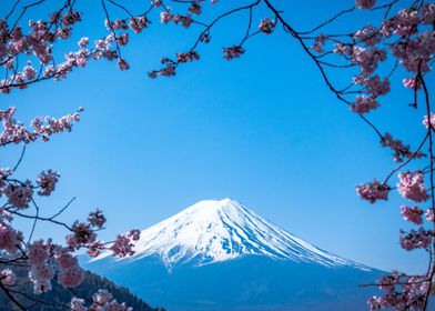 Mt Fuji Cherry Blossom