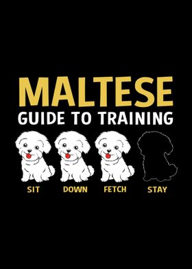 Funny Maltese Training