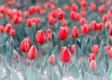 Red tulips, garden, macro