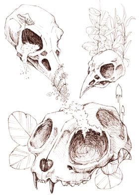 Cat and bird skulls