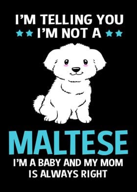 Funny Maltese Dog