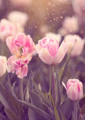 White and pink tulips