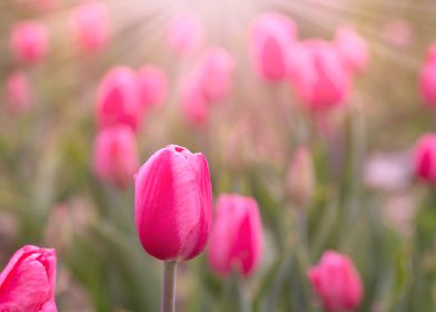 Pink tulips in garden