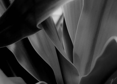 Black & White Macro Nature