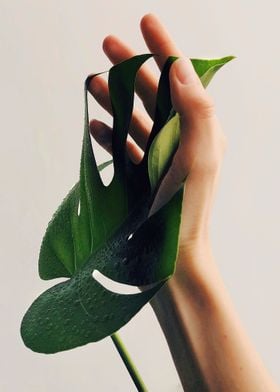 Monstera  