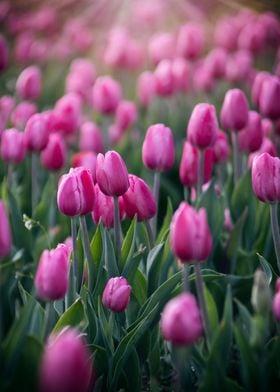 Pink tulips in garden