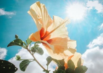 Hibiscus Hawaii