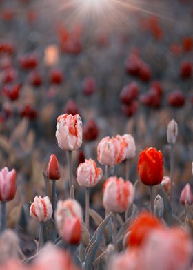 White and red tulips