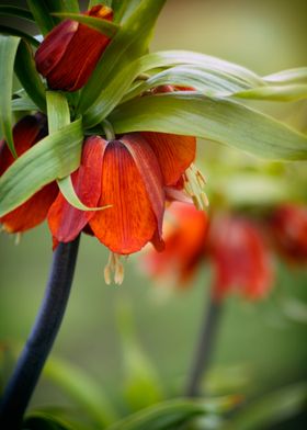 Orange flowers in garden