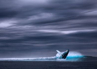 Whale in the open seas