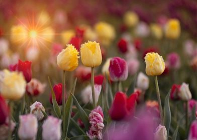 Colorful tulips, garden