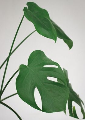 Monstera  